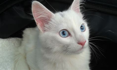 fotos de gatos angora|turkish angora with blue eyes.